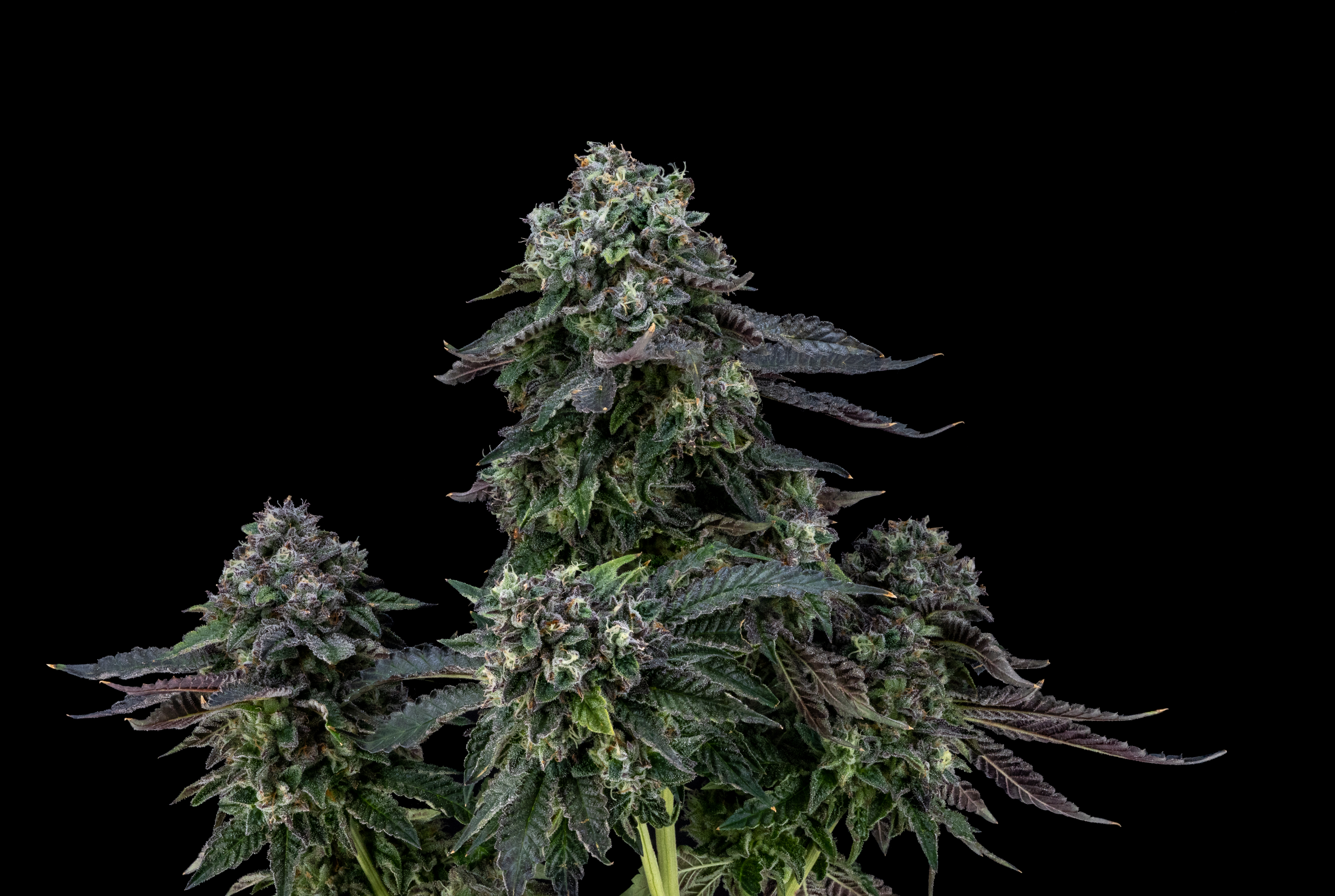Floraページ FloraCal Farms: Strain Index